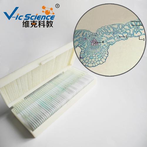 教學(xué)生物切片